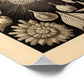 ヴィンテージタラモホラカラーエルンストヘッケルプリント ポスター (角)