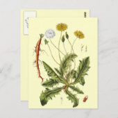 ヴィンテージタンデロンイラストレーション ポストカード (正面/裏面)