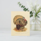 ヴィンテージターキーイラストレーション鳥コレクション ポストカード (スタンド正面)