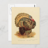 ヴィンテージターキーイラストレーション鳥コレクション ポストカード (正面/裏面)