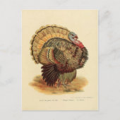 ヴィンテージターキーイラストレーション鳥コレクション ポストカード (正面)