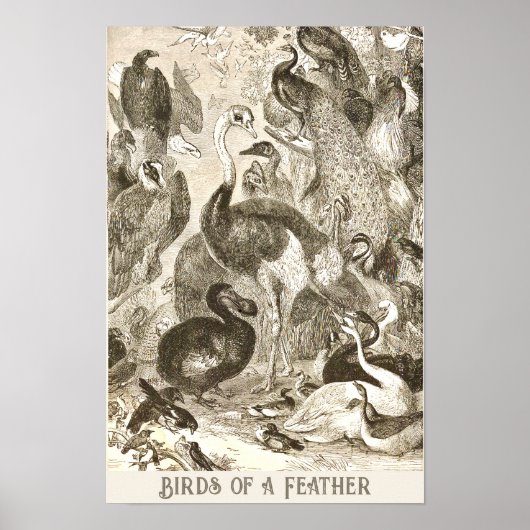 ヴィンテージダチョウイラストレーションストルチオカメラス ポスター (正面)