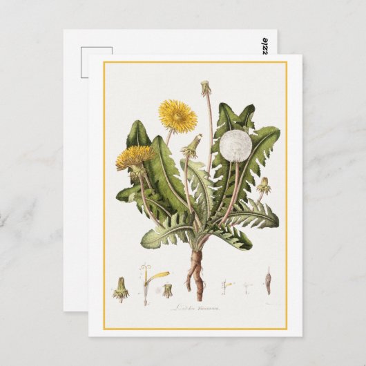 ヴィンテージダンデリオンボタニカルイラストレーション ポストカード (正面/裏面)