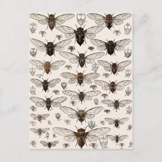 ヴィンテージチカダイラストレーション ポストカード (正面)