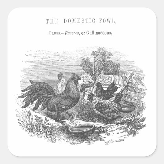 ヴィンテージチキンペン及びインクイラストレーション スクエアシール (正面)