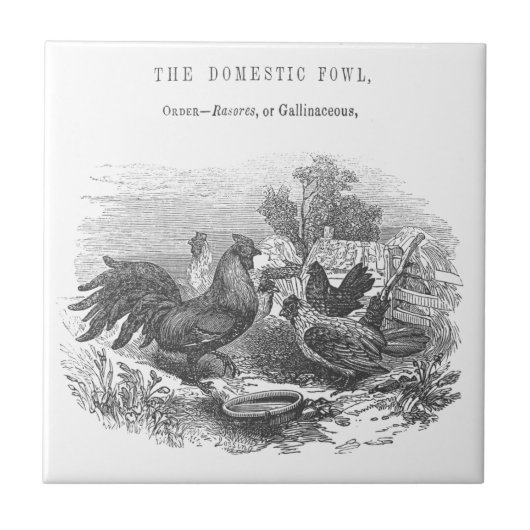 ヴィンテージチキンペン及びインクイラストレーション タイル (正面)