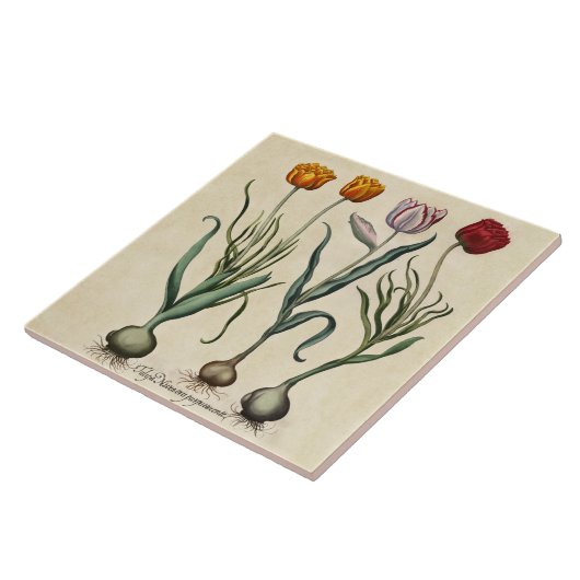 ヴィンテージチューリップイラストレーションイエローピンクレッドチューリップ タイル (側面)