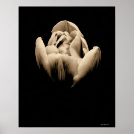 ヴィンテージチューリップオンブラックバックグラウンド ポスター