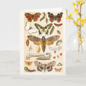 ヴィンテージチョウアキャタピラーズイラストレーションアート カード (黄色い花)