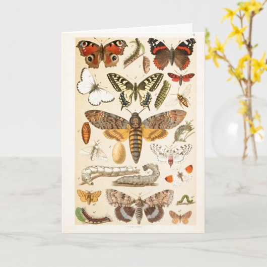 ヴィンテージチョウアキャタピラーズイラストレーションアート カード (黄色い花)