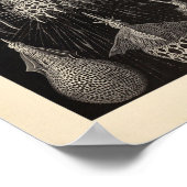 ヴィンテージチルトアイアカラーエルンストヘッケルプリント ポスター (角)