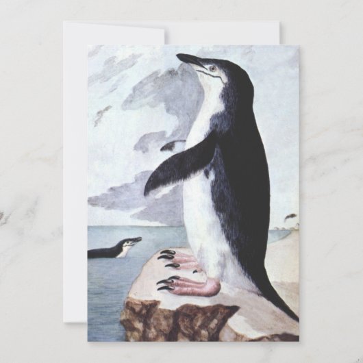 ヴィンテージチンラップペンギン、南極の鳥 (正面)