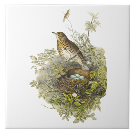 ヴィンテージツグミが卵を守る タイル (正面)