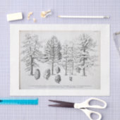 ヴィンテージツリーエフエメラデカップパインコーン 薄葉紙 (クラフト)