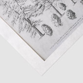 ヴィンテージツリーエフエメラデカップパインコーン 薄葉紙 (詳細)