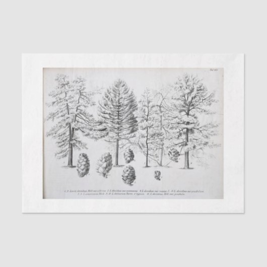 ヴィンテージツリーエフエメラデカップパインコーン 薄葉紙 (正面)