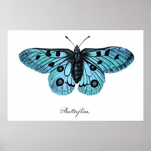 ヴィンテージティール(緑がかった色)ブルーバタフライイラストレーション- 1800s ポスター (正面)