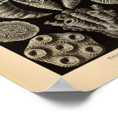 ヴィンテージテトラコララカラーエルンストヘッケルプリント ポスター (角)