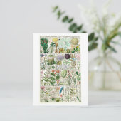 ヴィンテージテトラディアフローラ植物図 ポストカード (スタンド正面)