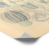 ヴィンテージテノフォラエカラーエルンストヘッケルプリント ポスター (角)