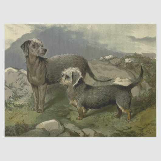 ヴィンテージテリアティッシュペーパー 薄葉紙 (正面)