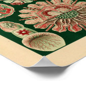 ヴィンテージディスコメダセカラーエルンストヘッケルアートプリント ポスター (角)