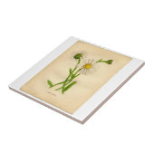 ヴィンテージデイジーボタニカルイラストレーション タイル (側面)