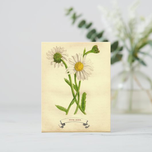 ヴィンテージデイジー植物学イラストレーション ポストカード (スタンド正面)