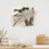 ヴィンテージデンドロビウムヒリ蘭の花 ポスター (キッチン)