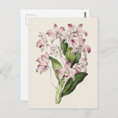 ヴィンテージデンドロビウムフラワーイラストレーション ポストカード (正面/裏面)