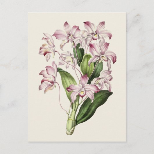ヴィンテージデンドロビウムフラワーイラストレーション ポストカード (正面)