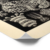 ヴィンテージトゥロアイアカラーエルンストヘッケルアートプリント ポスター (角)