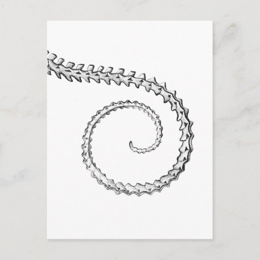 ヴィンテージトカゲ ポストカード (正面)