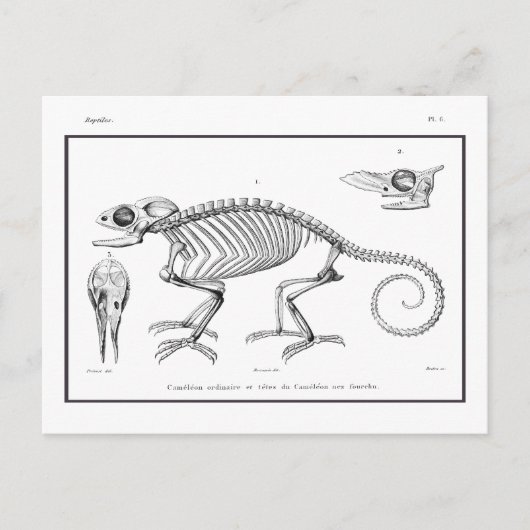 ヴィンテージトカゲ ポストカード (正面)