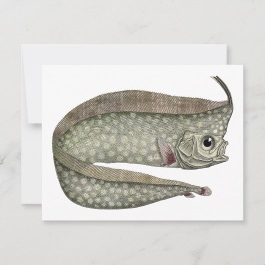 ヴィンテージトキ魚、海洋水中競技生物 (正面)