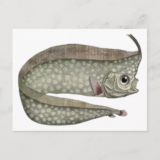 ヴィンテージトキ魚、海洋水中競技生物 ポストカード (正面)
