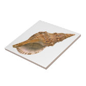 ヴィンテージトリトンシーシェルシェル、海洋海動物 タイル (側面)