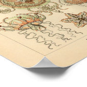 ヴィンテージトレーホメドゥサエカラーエルンストヘッケルプリント ポスター (角)