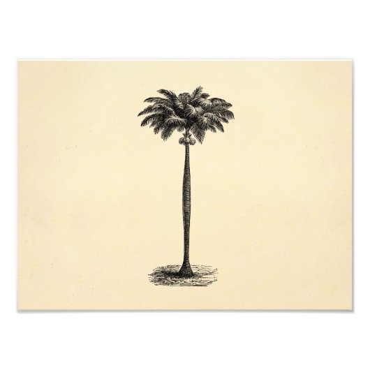 ヴィンテージトロピカルアイランドパームツリー空白のテンプレート フォトプリント (正面)