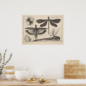 ヴィンテージトンボ昆虫昆虫昆虫学プリント(61) ポスター (キッチン)