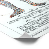 ヴィンテージドイツ人解剖図 ポスター (角)