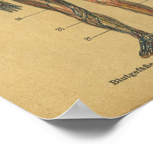 ヴィンテージドイツ解剖学プリント動脈神経 ポスター (角)