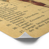 ヴィンテージドイツ解剖学プリント筋肉 ポスター (角)