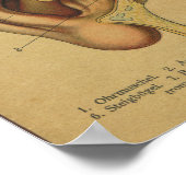 ヴィンテージドイツ解剖学プリント耳 ポスター (角)