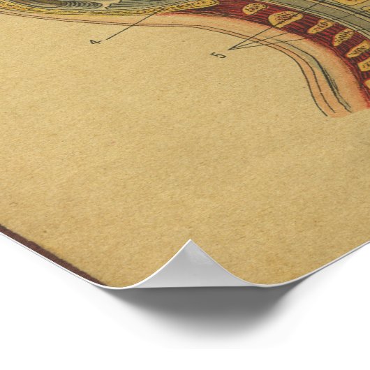 ヴィンテージドイツ解剖学プリント頭頸部 ポスター (角)