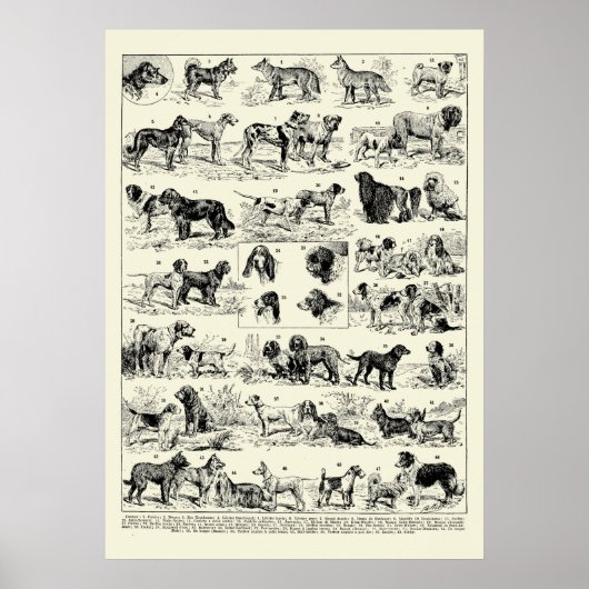 ヴィンテージドッグブリーズイラストバイアドルフミロ ポスター (正面)