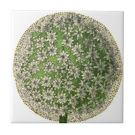 ヴィンテージドリームズ – Dandelion タイル (正面)