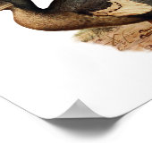 ヴィンテージドードバードイラストレーション ポスター (角)