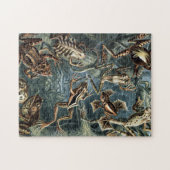 ヴィンテージナチュラリストエルンストハエッケルフロッグズ&トーズP ジグソーパズル (横)