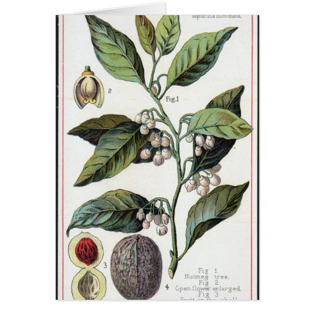 ヴィンテージナツメグの作品 (正面)